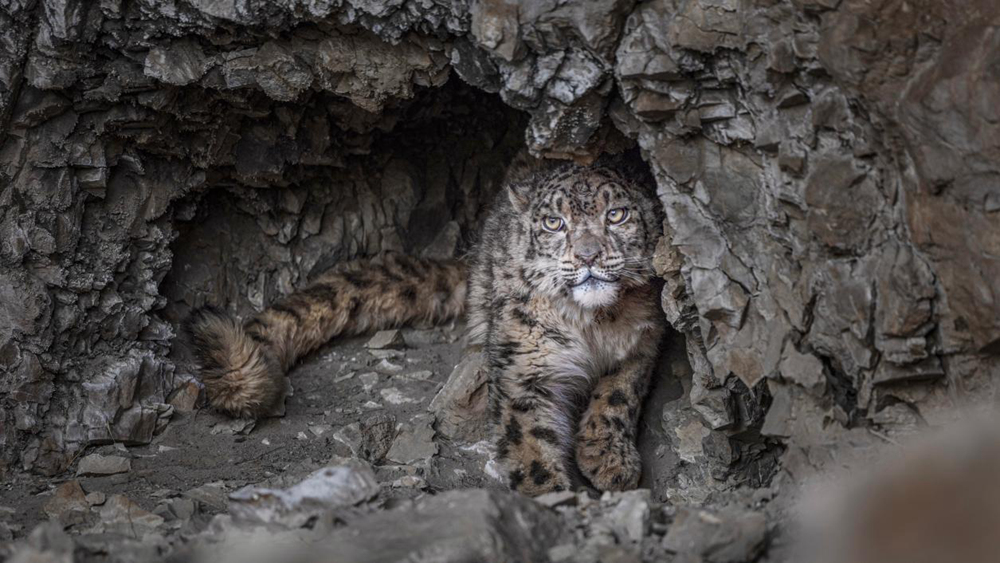 “高原精靈”雪豹。尼瑪多吉攝