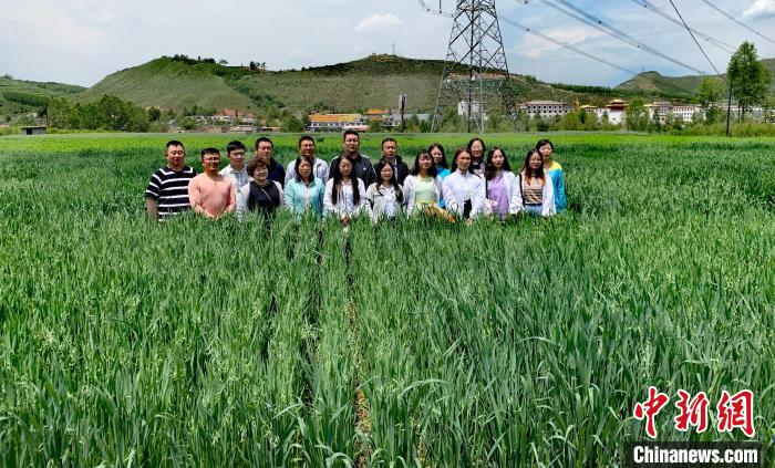 青海：“青燕2號”燕麥、“環(huán)湖”老芒麥等通過國家級審定