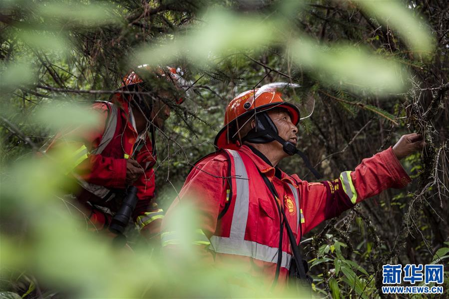 (圖文互動(dòng))(5)從坐吃山空到護(hù)林守山——西藏林芝為雪域高原獻(xiàn)上“綠色哈達(dá)”