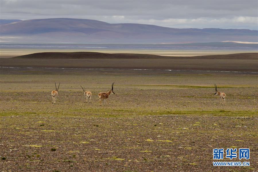 (新華全媒頭條·走向我們的小康生活·決戰(zhàn)決勝脫貧攻堅·圖文互動)(4)兩次遷徙“搬窮”記——海拔最高縣雙湖的“戰(zhàn)貧故事”