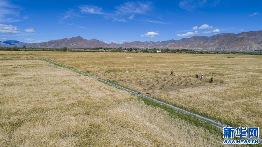 （新華全媒頭條·走向我們的小康生活·圖文互動）（11）扎西德勒，我們的新家園——西藏易地扶貧搬遷搬出幸福美好新生活