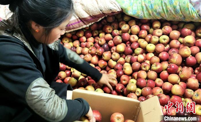 圖為通麥村村民巴桑拉姆精心挑選蘋果進行裝箱?！∝暽＠?攝