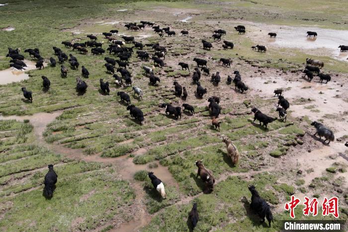 近年來，那曲市班戈縣推行村級牧業(yè)經(jīng)濟合作社，牧民們將牛羊及草場作為股份加入合作社，部分牧民開始從事旅游服務、服裝加工及運輸?shù)刃袠I(yè)，收入逐年提高。圖為8月3日，班戈縣的牦牛群在一片草原濕地中覓食(資料圖)?！〗w波 攝
