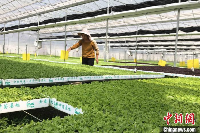 圖為會(huì)澤現(xiàn)代化農(nóng)業(yè)產(chǎn)業(yè)扶貧基地內(nèi)，貧困戶成為了產(chǎn)業(yè)工人?！】姵?攝