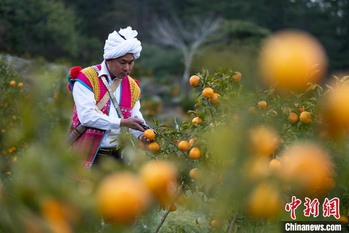 1月29日，京都村村民在柑橘園中采摘柑橘。<a target='_blank' ><p  align=