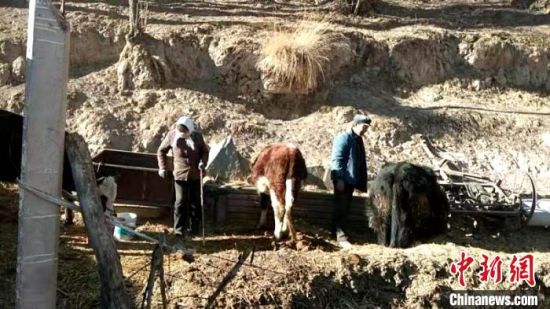 圖為孔繁福夫妻正在收拾牛圈?！±铍h　攝