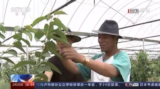 種蘑菇、養(yǎng)駱駝...。。特色產(chǎn)業(yè)助力鄉(xiāng)村振興走新路