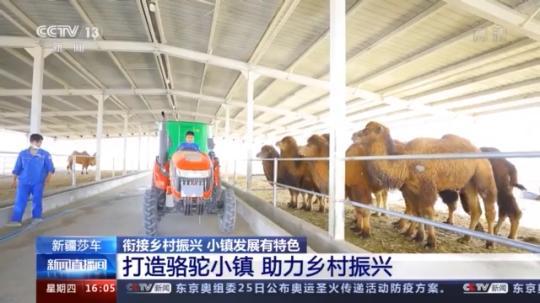 種蘑菇、養(yǎng)駱駝...。。特色產(chǎn)業(yè)助力鄉(xiāng)村振興走新路