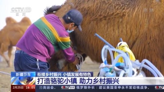 種蘑菇、養(yǎng)駱駝...。。特色產(chǎn)業(yè)助力鄉(xiāng)村振興走新路