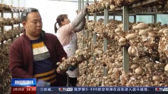 種蘑菇、養(yǎng)駱駝...。。特色產(chǎn)業(yè)助力鄉(xiāng)村振興走新路