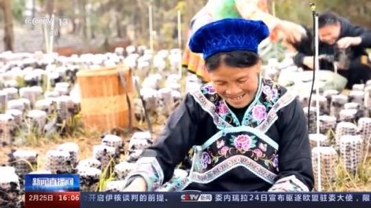 種蘑菇、養(yǎng)駱駝...。。特色產(chǎn)業(yè)助力鄉(xiāng)村振興走新路