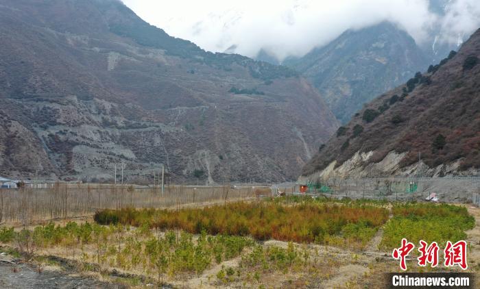 【幸?；ㄩ_(kāi)新邊疆】山南隆子縣藏族小伙的“綠色夢(mèng)想”