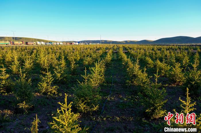 圖為科技團(tuán)隊在海拔4500米的西藏那曲種出“小森林”，其中超過7成成功越過5個冬天?！〗w波 攝