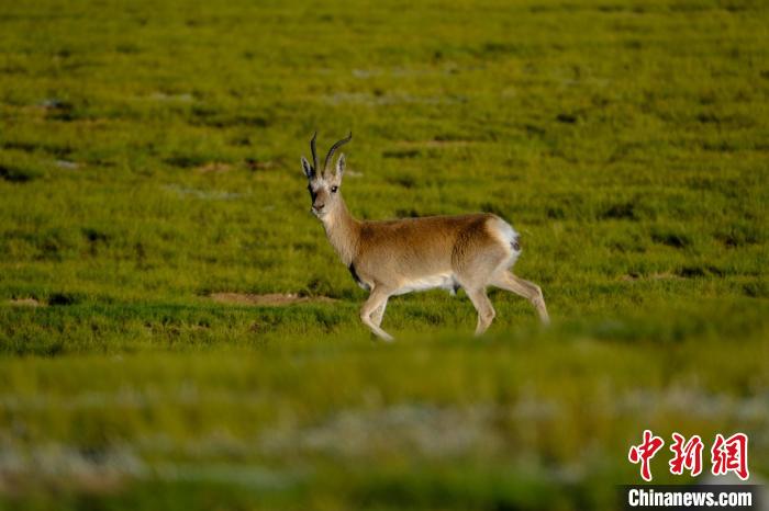 圖為西藏納木錯湖邊的藏原羚休閑覓食。　江飛波 攝