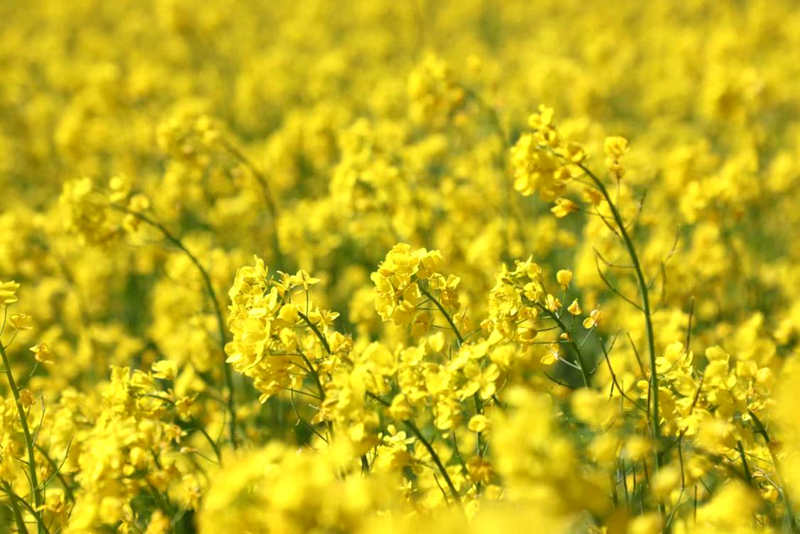 油菜花盛開。洛克攝