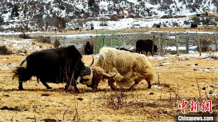 圖為角木那村生態(tài)散養(yǎng)的牦牛正在嬉戲?！“蜕Ｇ?　攝