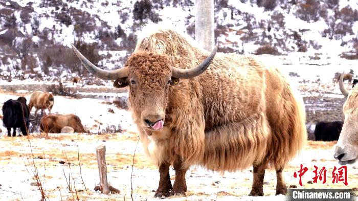 圖為角木那村生態(tài)散養(yǎng)的牦牛。　巴桑曲扎 　攝