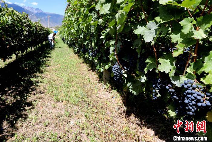 昌都芒康縣依托“兩江流域”干熱河谷地帶地理優(yōu)勢將康巴蜜橘、蘋果、甜石榴、葡萄、蜜桃等經(jīng)濟(jì)林木種植?！〔际忻⒖悼h委宣傳部供圖