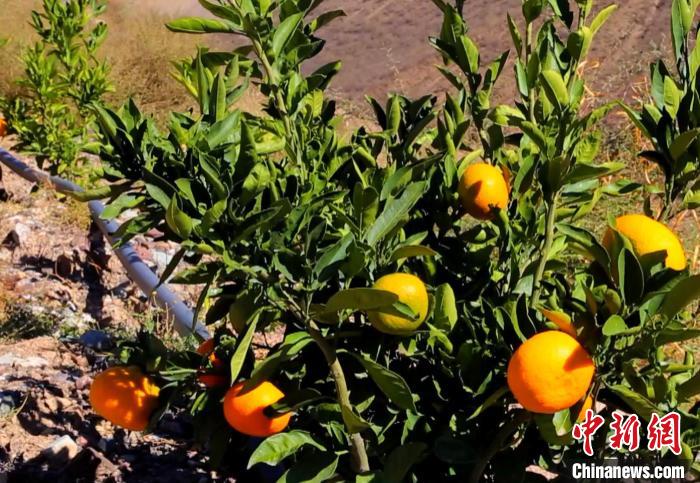 昌都芒康縣依托“兩江流域”干熱河谷地帶地理優(yōu)勢將康巴蜜橘、蘋果、甜石榴、葡萄、蜜桃等經(jīng)濟(jì)林木種植?！〔际忻⒖悼h委宣傳部供圖