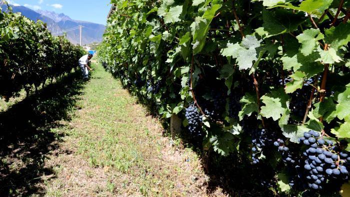 昌都芒康縣依托“兩江流域”干熱河谷地帶地理優(yōu)勢將康巴蜜橘、蘋果、甜石榴、葡萄、蜜桃等經(jīng)濟林木種植?！〔际忻⒖悼h委宣傳部供圖