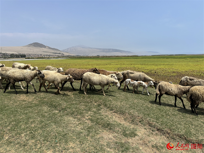 當(dāng)?shù)貢r(shí)間11月15日，羊群在錢(qián)凱港附近的圣羅莎濕地棲息。人民網(wǎng)記者 周雨攝
