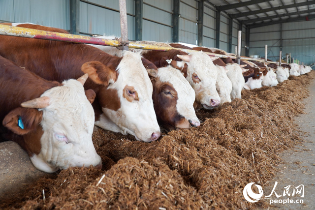 在思博農業(yè)科技有限公司內，肉牛正在吃秸稈轉化的飼料。人民網記者 陳若天攝
