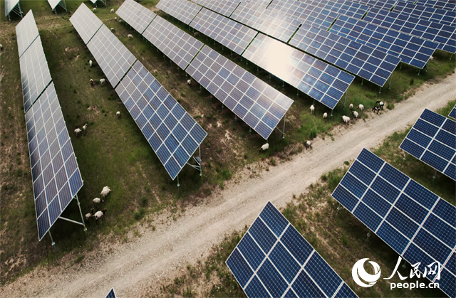 羊群在青海省海南州共和縣塔拉灘的光伏園區(qū)內吃草。人民網記者 馬天翼攝