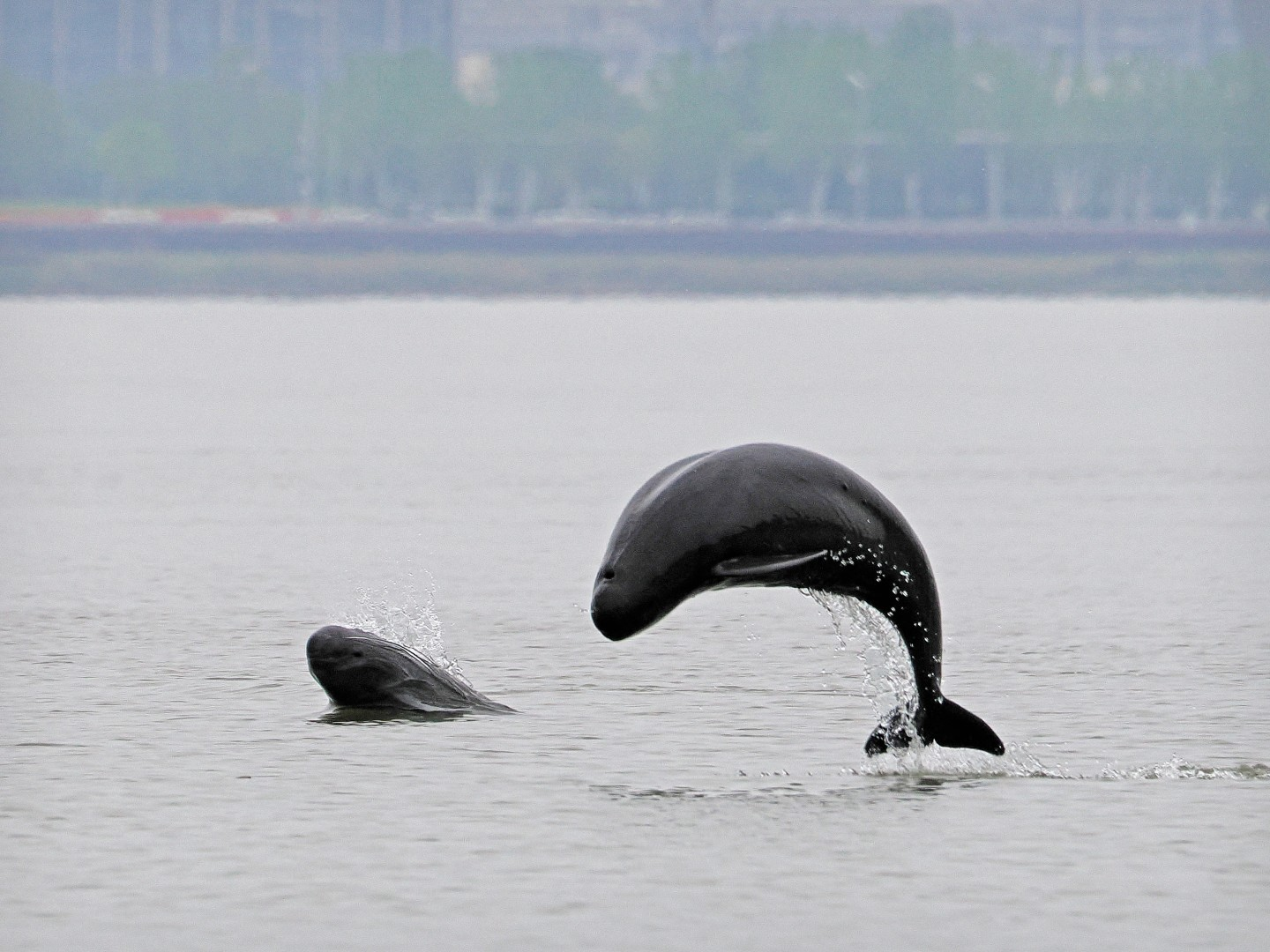 文化中國行 長江之歌丨微笑的江豚，從四千年前“游”來