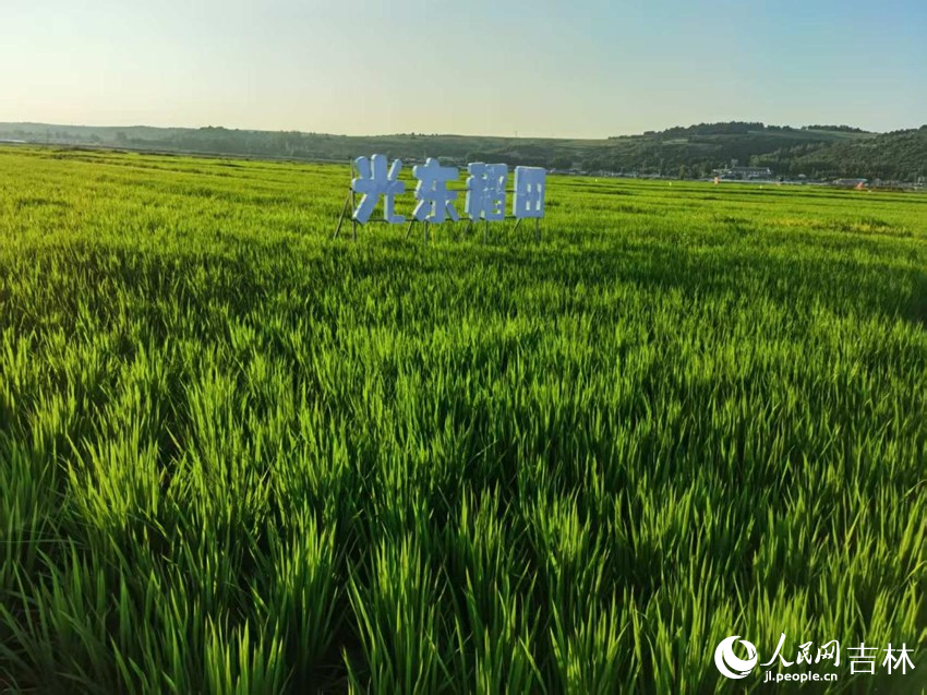 光東村稻田風(fēng)景美如畫(huà)（資料圖片）。人民網(wǎng)記者 王海躍攝