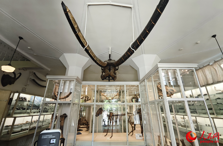 北疆博物院古生物陳列室內(nèi)的化石標(biāo)本。人民網(wǎng)記者 孫一凡攝