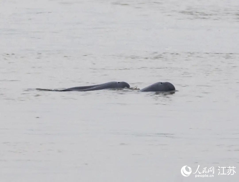在南京長江新濟(jì)洲國家濕地公園拍到的江豚。人民網(wǎng)記者 王丹丹攝