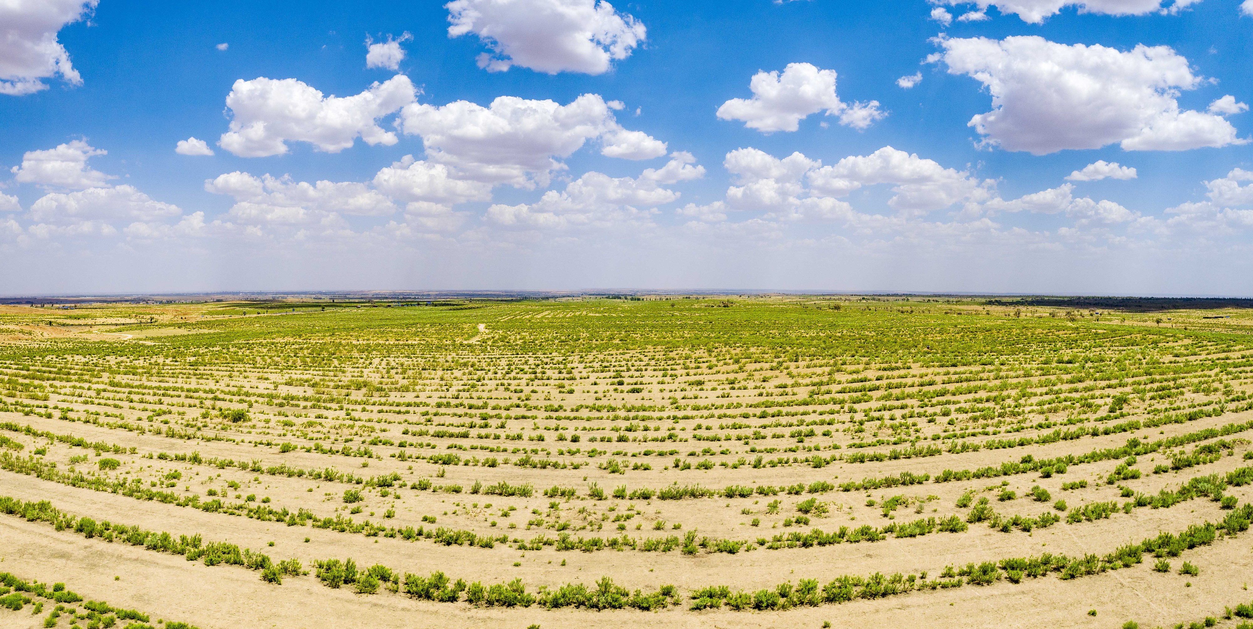 2023年6月7日，內(nèi)蒙古鄂爾多斯，毛烏素沙漠。