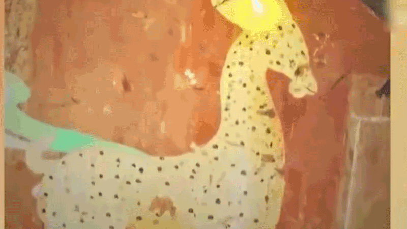 在全新技術(shù)支持下，敦煌莫高窟實現(xiàn)了窟內(nèi)文物窟外看的新體驗。