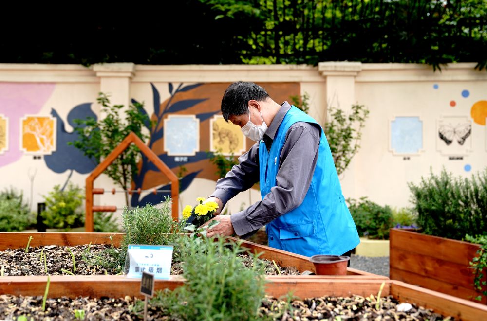 上海市長(zhǎng)寧區(qū)虹旭小區(qū)居民在整理改造社區(qū)花園。居民們把堆肥箱里發(fā)酵出來的“綠色材料”和土壤拌在一起鋪在種植箱中（2020年4月22日攝）。新華社記者 張建松 攝