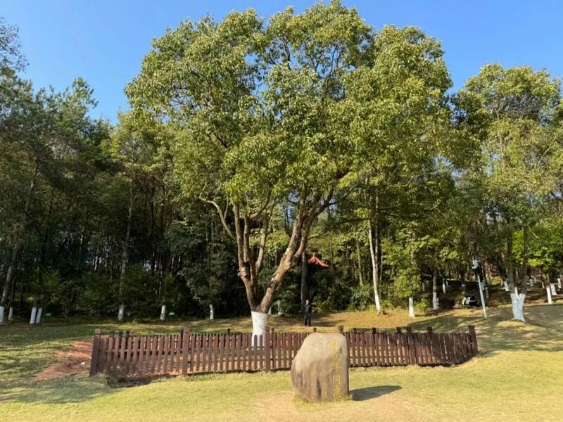 習(xí)近平同志為福建省長(zhǎng)汀縣水土保持科教園捐種的香樟樹。圖源：學(xué)習(xí)時(shí)報(bào)