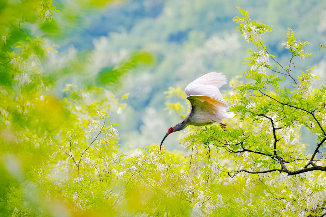 2024年5月2日，一只秦嶺以北野放朱鹮在陜西省銅川市耀州區(qū)沮河上游洋槐林中飛翔。