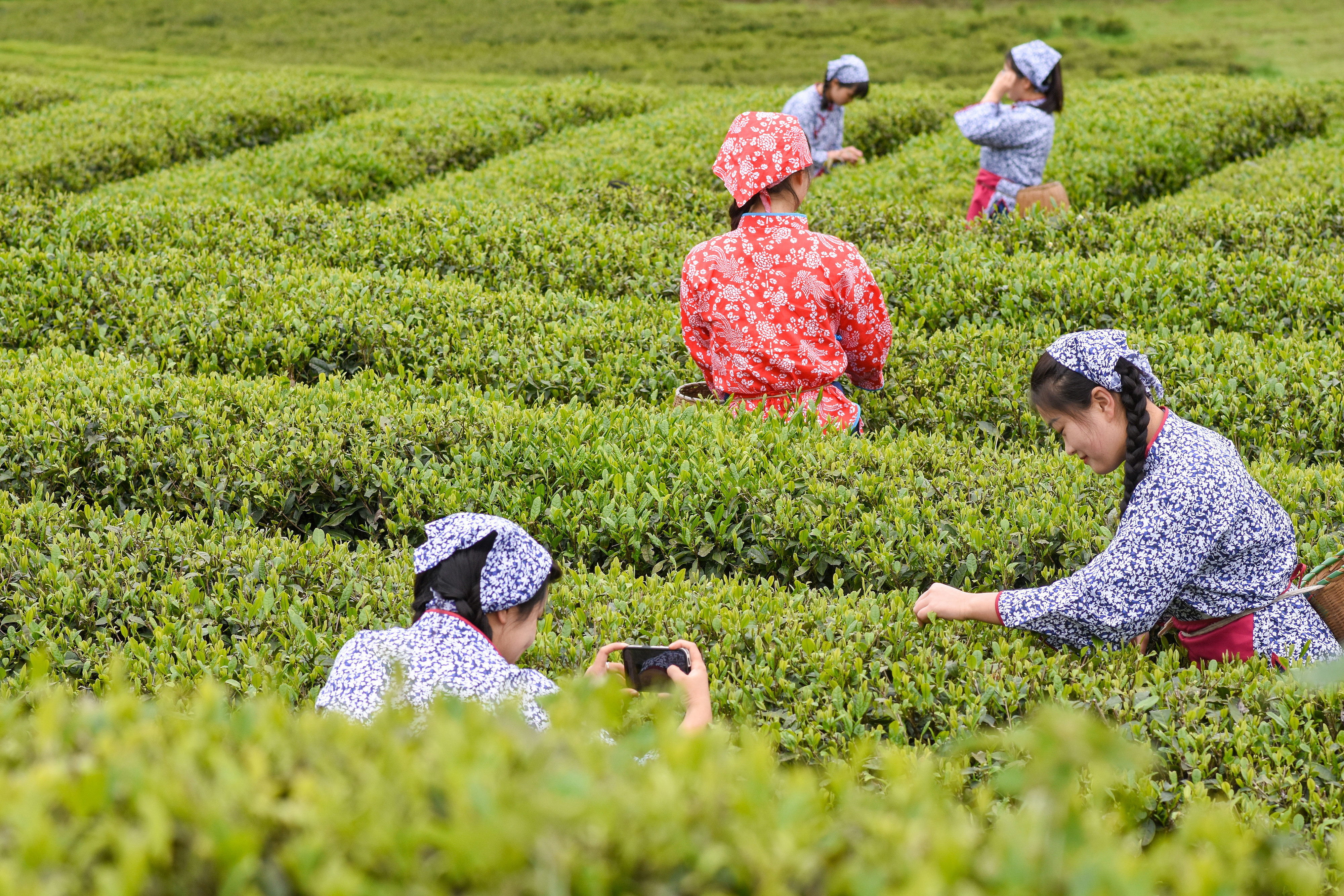 2023年4月6日，游客在貴州省銅仁市江口縣怒溪鎮(zhèn)駱象村生態(tài)茶園體驗(yàn)采茶樂趣。