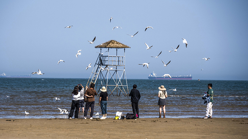 2024年5月12日，河北秦皇島，北戴河鴿子窩公園成群海鷗在天空中自由翱翔，與大海、藍(lán)天構(gòu)成了一幅美麗的畫卷。