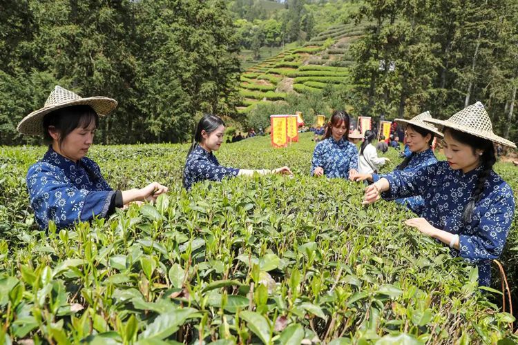 2025年4月13日，福建武夷山市星村鎮(zhèn)朝陽村茶農(nóng)在生態(tài)茶園展示采茶。新華社發(fā)（邱汝泉 攝）