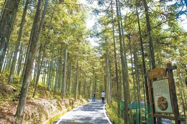 福建周寧縣黃振芳家庭林場。（圖源：央視新聞）