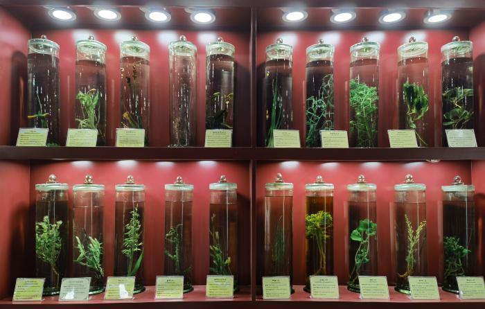 圖為藏藥藥材標(biāo)本。???張海?? ??.jpg