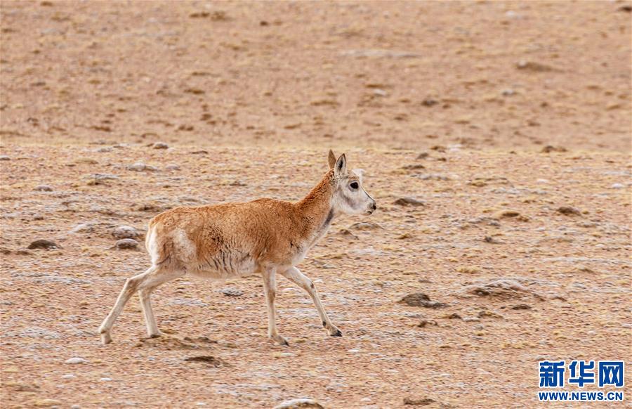 (環(huán)境)(4)藏北高原的美麗生靈