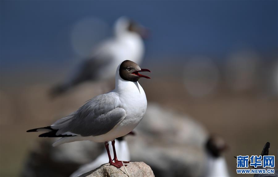 (新華視界)(2)藏北“避暑”的棕頭鷗