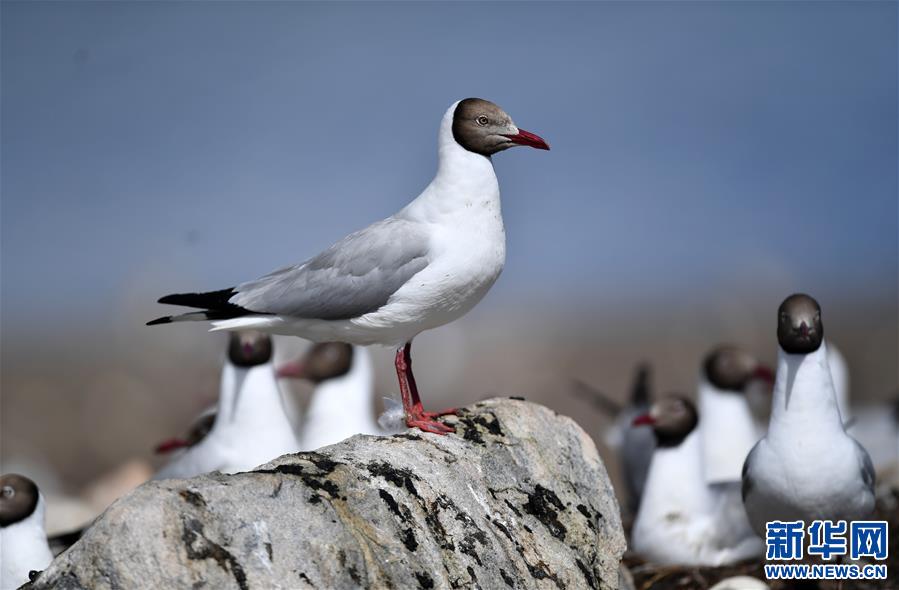(新華視界)(5)藏北“避暑”的棕頭鷗