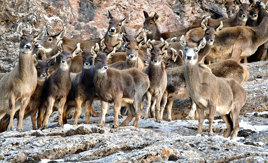 活躍在青海省海西州柏樹山的白唇鹿。巴圖那生攝
