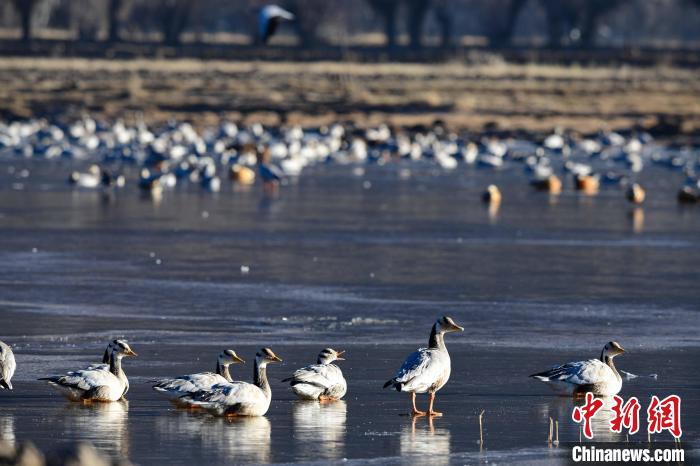 圖為拉薩市林周縣境內(nèi)越冬的候鳥?！∝暩聛硭?攝