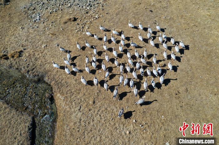 圖為拉薩市林周縣境內(nèi)越冬的候鳥?！∝暩聛?lái)松 攝