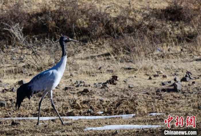 圖為一只黑頸鶴在拉薩市林周縣境內(nèi)田間覓食?！∝暩聛?lái)松 攝