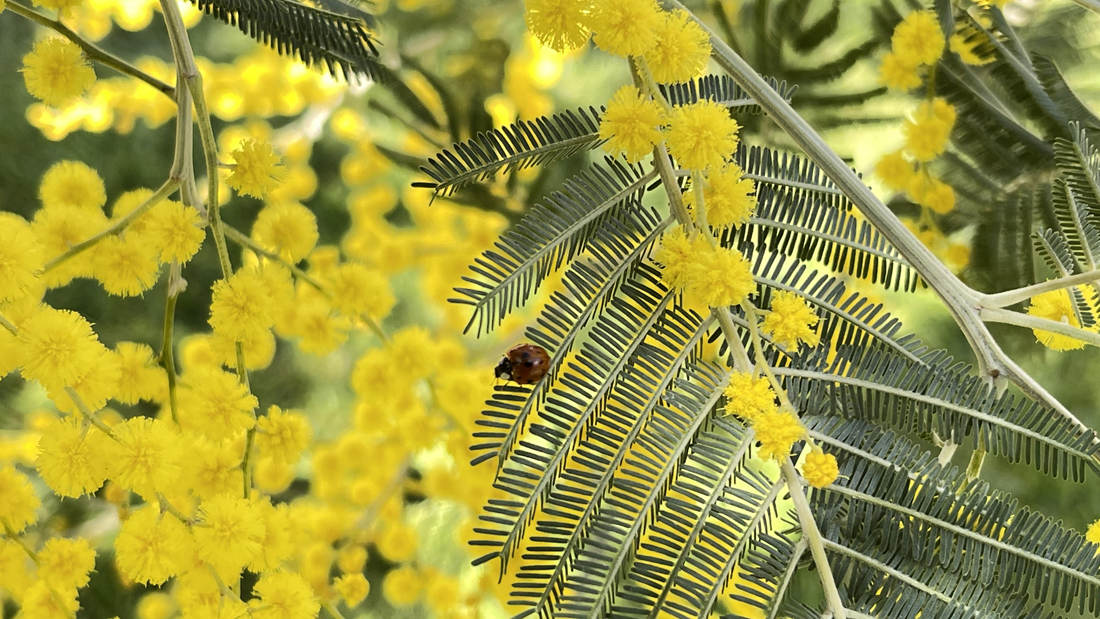 七星瓢蟲在金合歡葉子上嬉戲。