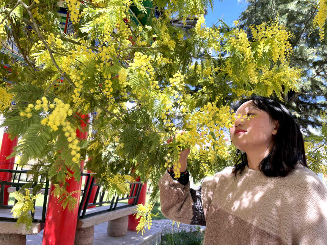 游客仔細觀賞黃絨絨的金合歡花。